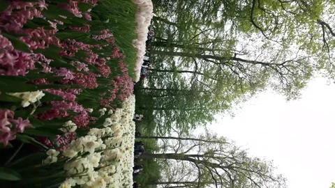 Spinning or vortex shot of field of tulips Stock Footage 313561804