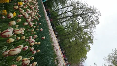 Spinning or vortex shot of field of tulips Video stock 313562183