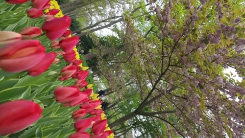 Spinning or vortex shot of red and yellow tulips Video stock 313561333