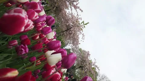 Spinning or vortex shot of white and purple tulips Video stock 313561241