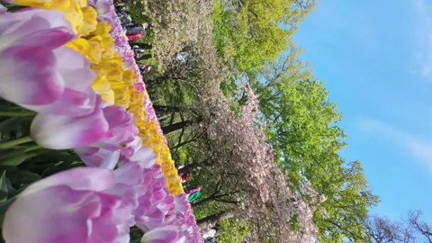 Spinning or vortex shot of yellow and pink tulips Video stock 313561999