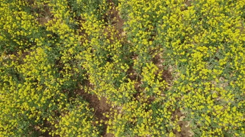 Spinning Over the Rapeseed Field While Gaining Altitude Stock Footage 130690176