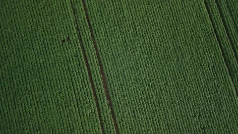 Spinning over soybean field at diffused light. Aerial view. Soybean crop. Stock Footage 253366346