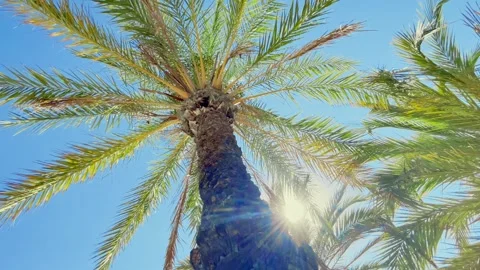 Spinning Palm trees bottom top view with sun shining blue sky Stock Footage 258337411