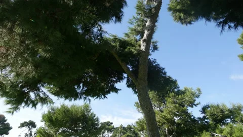 Spinning point of view video of trees in forest in 4k Stock Footage 90071192