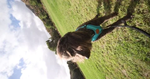 Spinning Poodle Stock Footage 142791374