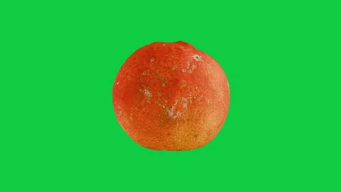 Spinning Red Orange Fruit Isolated on Green screen Chroma Key Background. Fruit  Stock Footage 339751570