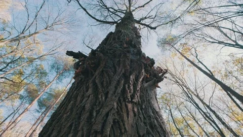 Spinning, rotating and looking up into forest. Trees branches growing in the sky Stock Footage 131066014