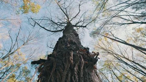 Spinning, rotating and looking up into forest. Trees branches growing in the  Stock Photos