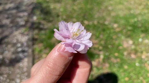 Spinning Sakura on Finger Tips - Slow Motion Stock Footage 202201477