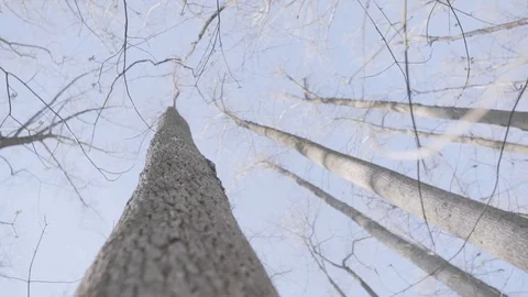 Spinning scary slow motion tree looking up woods artistic b-roll Stock Footage 129000850