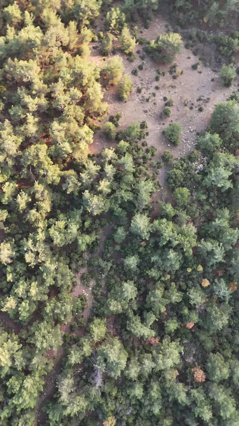 Spinning Shot Above the Forest (Vertical Video) Stock Footage 327093306