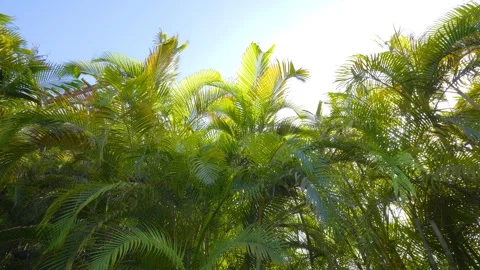 A spinning shot of palm trees under a clear sky, gently moving in the wind .. Stock Footage 286365080