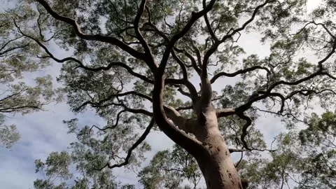 Spinning shot of tree from the ground looking up Stock Footage 211004735