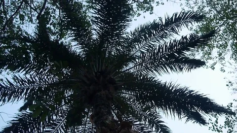 Spinning shot from tree to lake Stock Footage 80366746