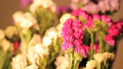 Spinning small white and pink flowers Stock Footage 74095761