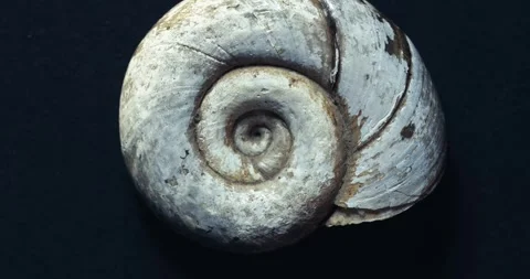 Spinning snail gastropod shell macro 스톡 동영상 260363570