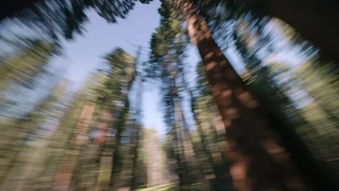 Spinning Through The Canopy Stock Footage 342736711
