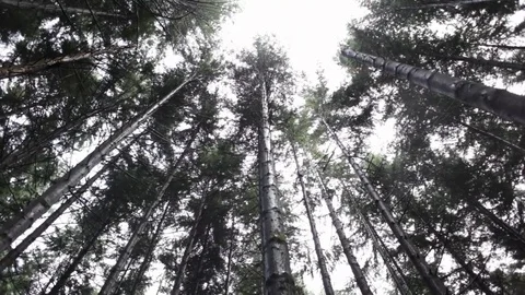 Spinning through trees 스톡 동영상 77049424