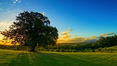 Spinning Timelapse Sunset Behind Figtree Australia Stock Footage 139085538
