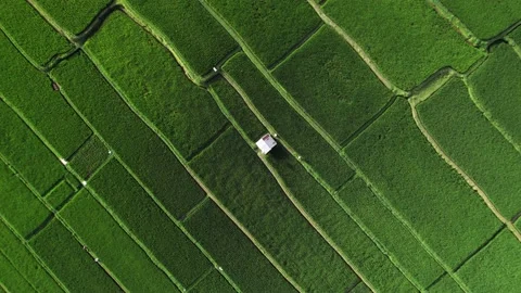 Spinning top-down aerial shot of nice rice fields at big plain, camera fly up Stock Footage 231044751