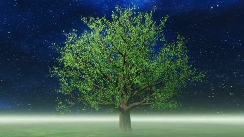 A spinning tree below the starry sky with green leaves and mist on the horizon Stock Footage 246789700