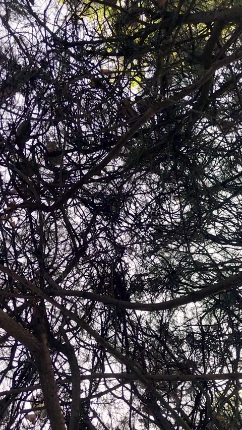 Spinning tree branches overhead abstract forest canopy motion eerie nature 스톡 동영상 334207272