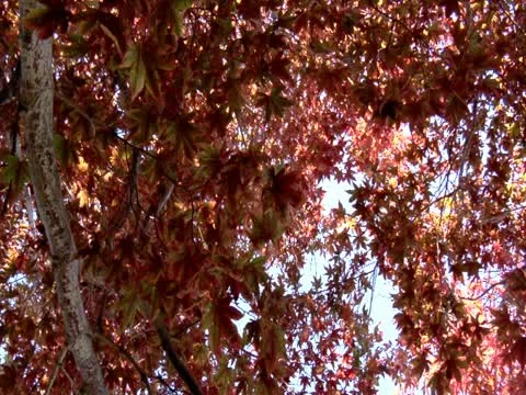 Spinning Tree of Life 스톡 동영상 10829688