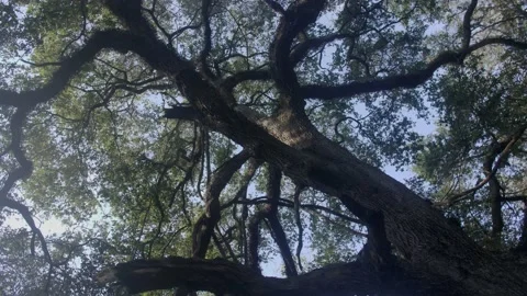 Spinning Tree Top Stock Footage
