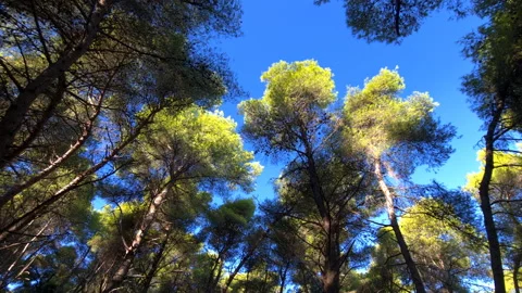 Spinning tree tops. Stock Footage 220086383