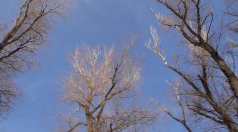 Spinning In The Trees 1 Background Stock Footage 46527751