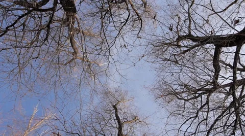 Spinning In The Trees 2 Background Stock Footage 46527053