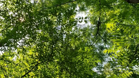 Spinning in the trees Видео 89726798