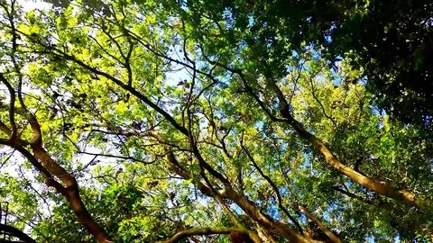 Spinning Trees 動画素材 102888157