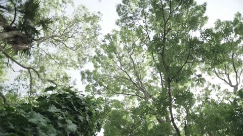 Spinning Trees Video stock 145572275