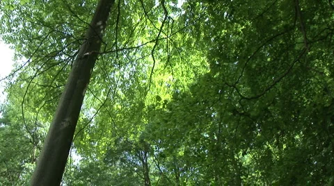 Spinning Trees Tops 스톡 동영상 5822448