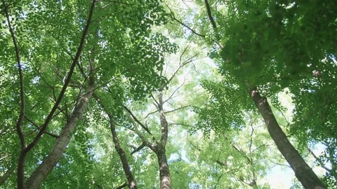 Spinning trees upward view in Forest Japan 4K Vídeo Stock 76468445