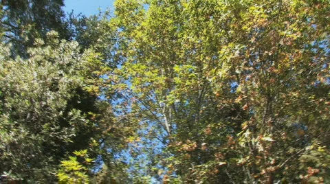 Spinning Treetops (360° Pan) Video stock 612398