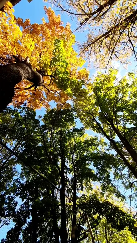 Spinning Under Autumn Trees Stock Footage 296095769