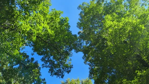 Spinning under green trees looking up to a blue sky. Stockbeeldmateriaal 200981844