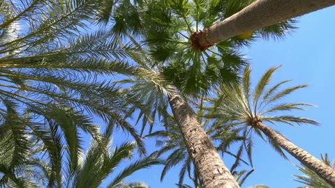 Spinning under palm trees in 4k slow motion 60fps Stock Footage 93602735