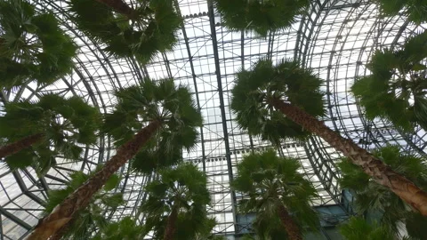 Spinning under palm trees in 4k slow motion 60fps Stock Footage 232928240