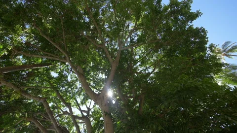 Spinning under palm trees in slow motion 180fps Stock Footage 123653550