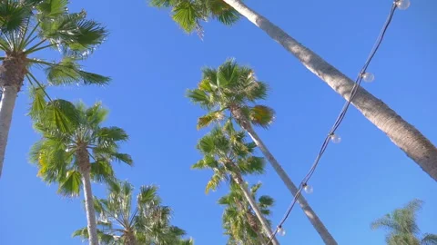 Spinning under palm trees in slow motion 180fps Stockbeeldmateriaal 162879613