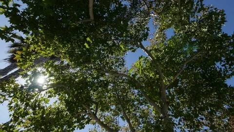 Spinning under trees in 4k Video stock 119579000