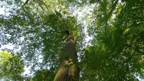 Spinning under trees in 4k slow motion 60fps Stock Footage 107559087