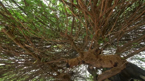 Spinning under trees in 4k slow motion 60fps Stock Footage 113794197