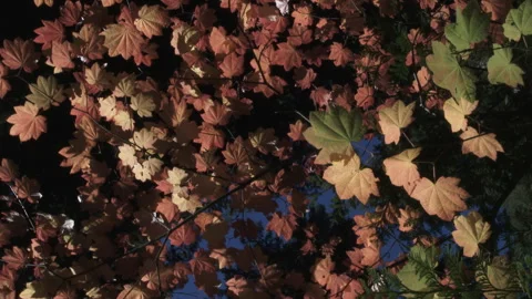 Spinning Under Trees With Fall Color Leaves Stock Footage 318045692