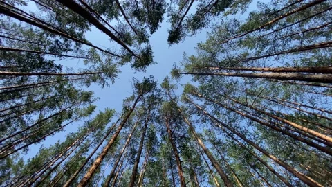 Spinning under trees in forest Stock Footage 157223959