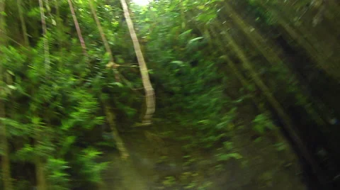 Spinning under the tropical trees in the rain forest Stock Footage 41379775